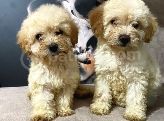 Orjinal Maltipoo Yavrularımız