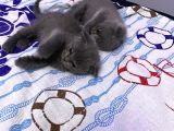 2 Aylık en Tatlı Scottish Fold Yavrular
