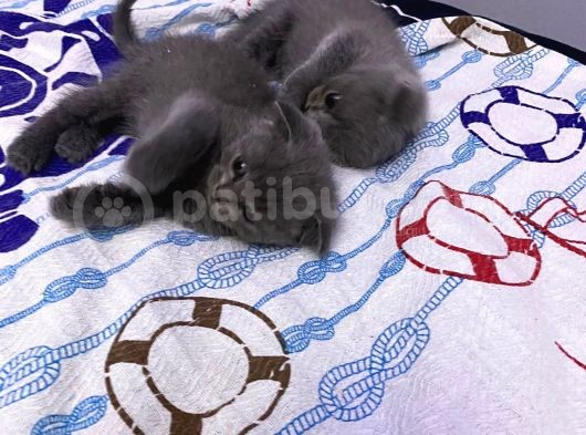 2 Aylık En Tatlı Scottish Fold Yavrular
