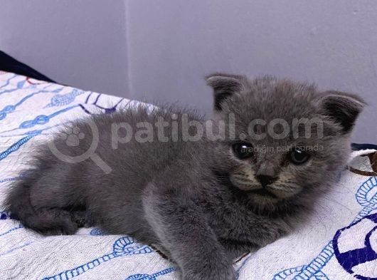 2 Aylık En Tatlı Scottish Fold Yavrular görsel