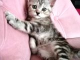 British Shorthair Sevimli Ve Oyuncu Yavru Kedilerimiz