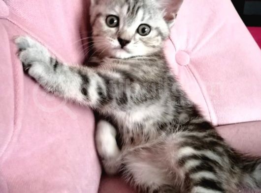 British Shorthair Sevimli Ve Oyuncu Yavru Kedilerimiz görsel