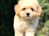 Orjinal Maltıpoo Yavrumuz