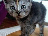 British Shorthair Sevimli Ve Oyuncu Yavru Kedilerimiz