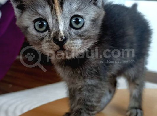 British Shorthair Sevimli Ve Oyuncu Yavru Kedilerimiz görsel