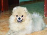 Pomerian Boo Tedy Bear