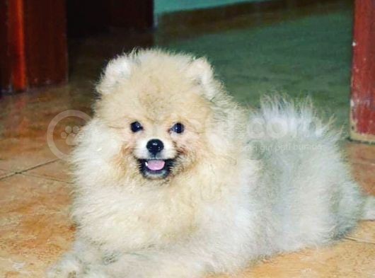 Pomerian Boo Tedy Bear