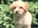 F2 Maltıpoo Yavrumuz