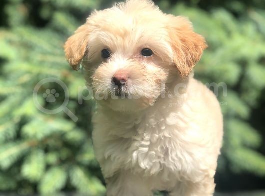 F2 Maltıpoo Yavrumuz görsel