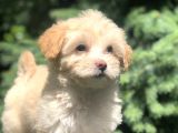 F2 Maltıpoo Yavrumuz
