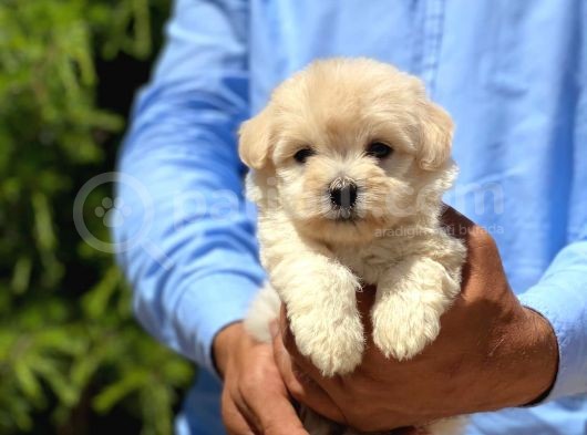 Mi̇ni̇k Maltese Terri̇er