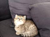 British Shorthair Golden Ev Kedileri