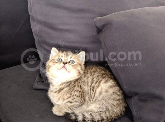 British Shorthair Golden Ev Kedileri görsel