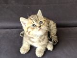 British Shorthair Golden Ev Kedileri
