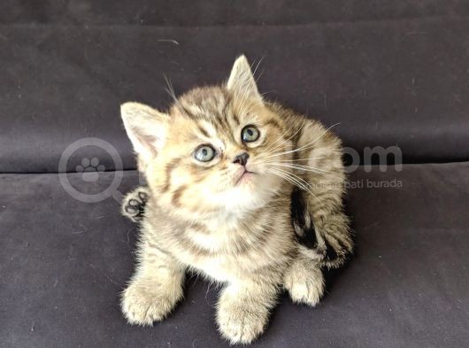 British Shorthair Golden Ev Kedileri