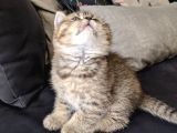 British Shorthair Golden Ev Kedileri
