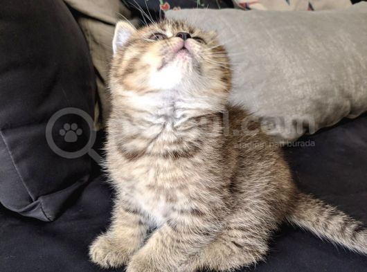 British Shorthair Golden Ev Kedileri görsel