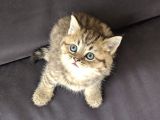 British Shorthair Golden Ev Kedileri