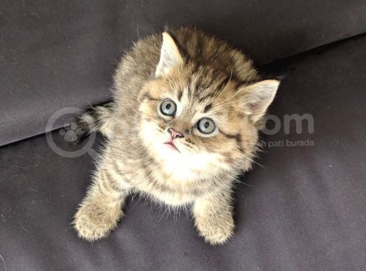British Shorthair Golden Ev Kedileri görsel