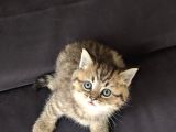 British Shorthair Golden Ev Kedileri