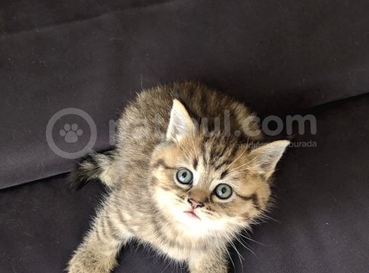 British Shorthair Golden Ev Kedileri görsel