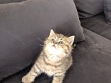 British Shorthair Golden Ev Kedileri