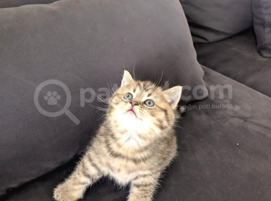 British Shorthair Golden Ev Kedileri görsel