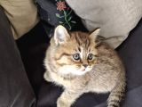 British Shorthair Golden Ev Kedileri