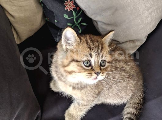 British Shorthair Golden Ev Kedileri görsel