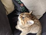 British Shorthair Golden Ev Kedileri
