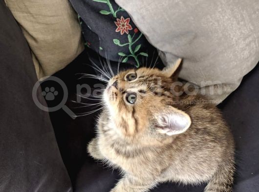 British Shorthair Golden Ev Kedileri görsel