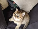 British Shorthair Golden Ev Kedileri