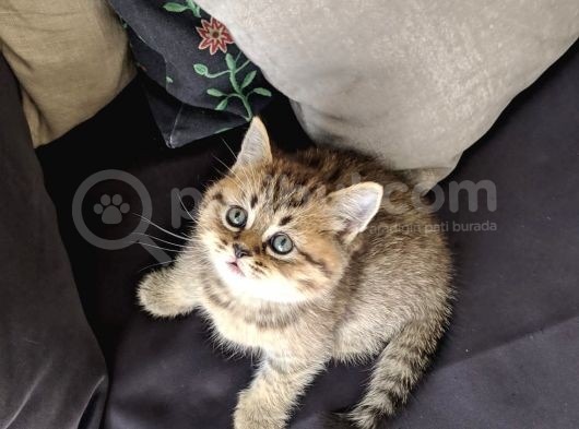 British Shorthair Golden Ev Kedileri görsel