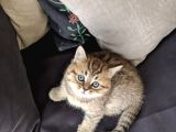 British Shorthair Golden Ev Kedileri