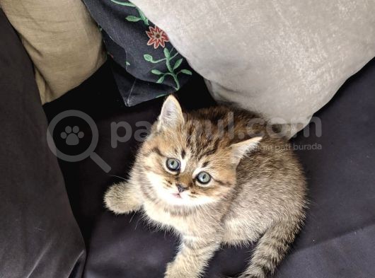 British Shorthair Golden Ev Kedileri görsel