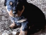 Rottweiler Yavruları