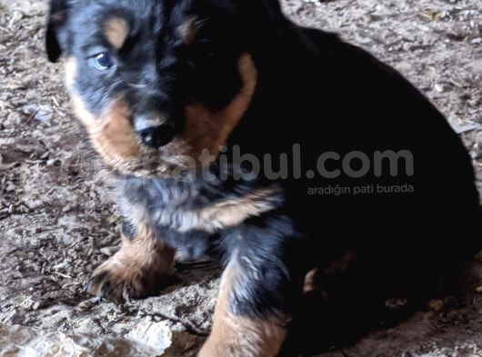 Rottweiler Yavruları görsel