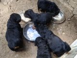 Rottweiler Yavruları