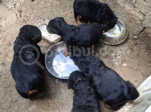 Rottweiler Yavruları görsel
