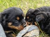 Rottweiler Yavruları