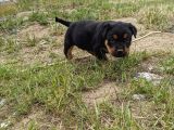Rottweiler Yavruları