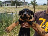 Rottweiler Yavruları