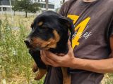 Rottweiler Yavruları