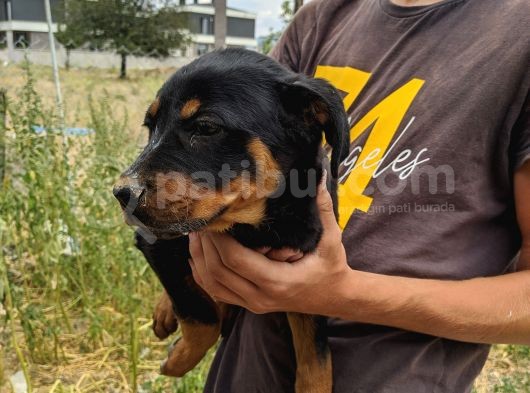Rottweiler Yavruları görsel