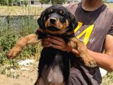 Rottweiler Yavruları