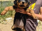 Rottweiler Yavruları