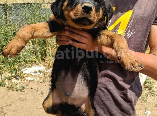 Rottweiler Yavruları görsel