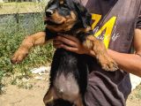 Rottweiler Yavruları