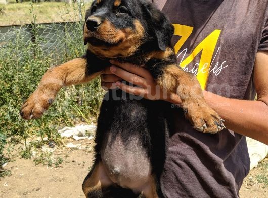 Rottweiler Yavruları
