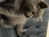 Safkan Seçereli, Çok Uygun Fiyata Yavrular
